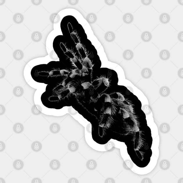 Tarantula, spider Sticker by hottehue